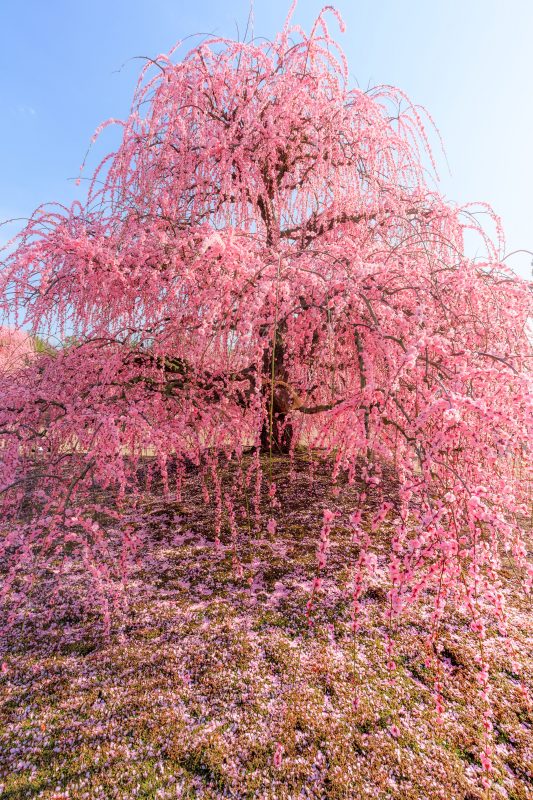 鈴鹿の森庭園の写真「輝く梅の巨木」