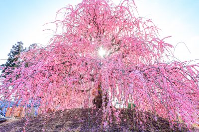 鈴鹿の森庭園の写真「天の龍」