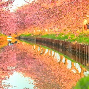 朝日に照らされる河津桜