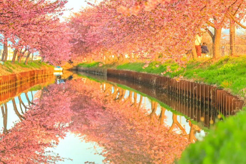 笠松河津桜ロードの写真「朝日に照らされる河津桜」