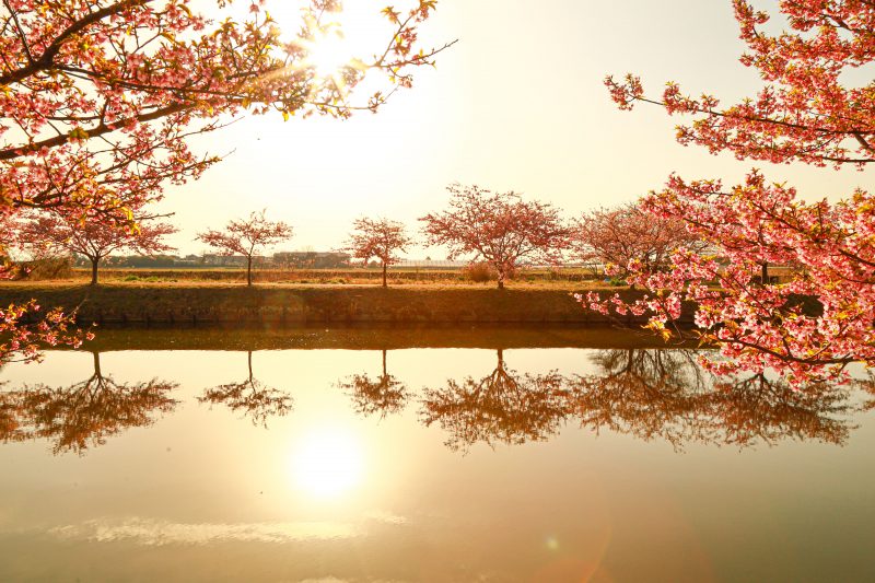笠松河津桜ロードの写真「水面鏡」