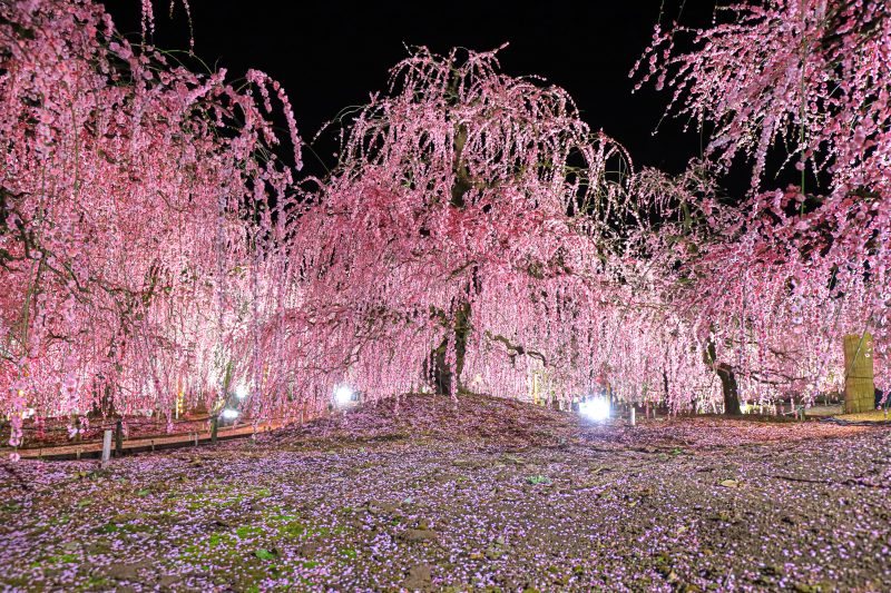鈴鹿の森庭園の写真「しだれ梅の圧巻ライトアップ」