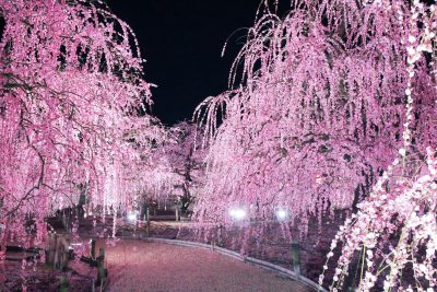 鈴鹿の森庭園の写真「夜の梅三昧」
