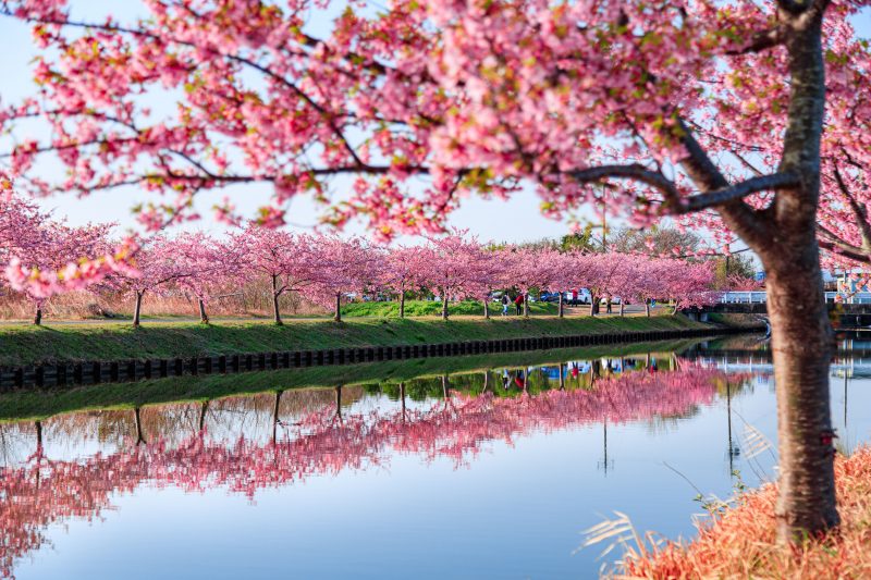 笠松河津桜ロードの写真「春の訪れ」