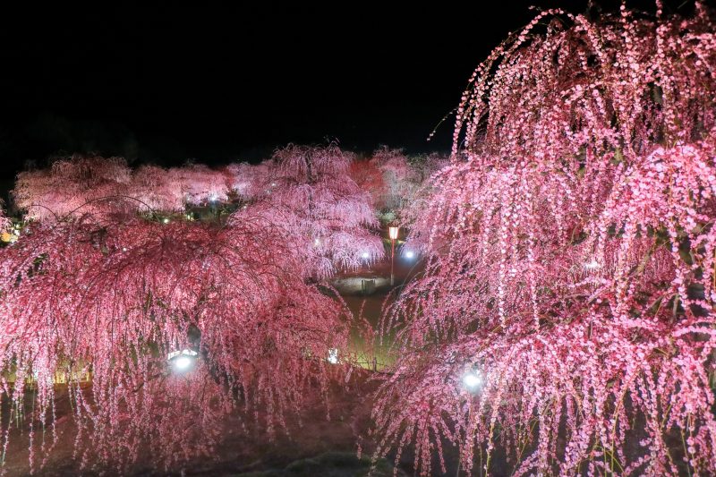 鈴鹿の森庭園の写真「梅のライトアップ」