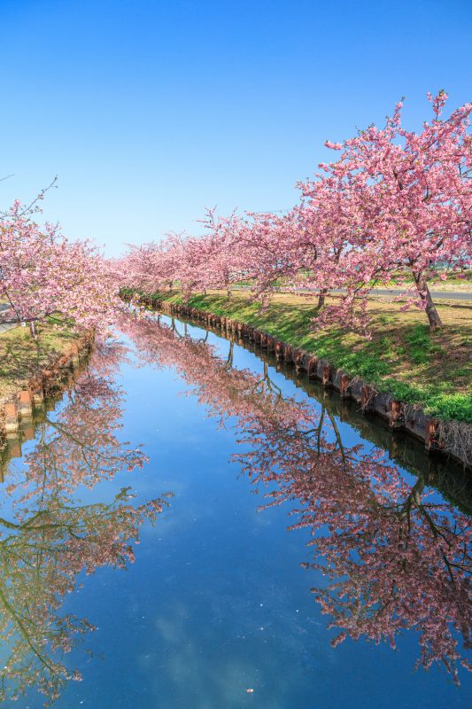 笠松河津桜ロードの写真「春の空」