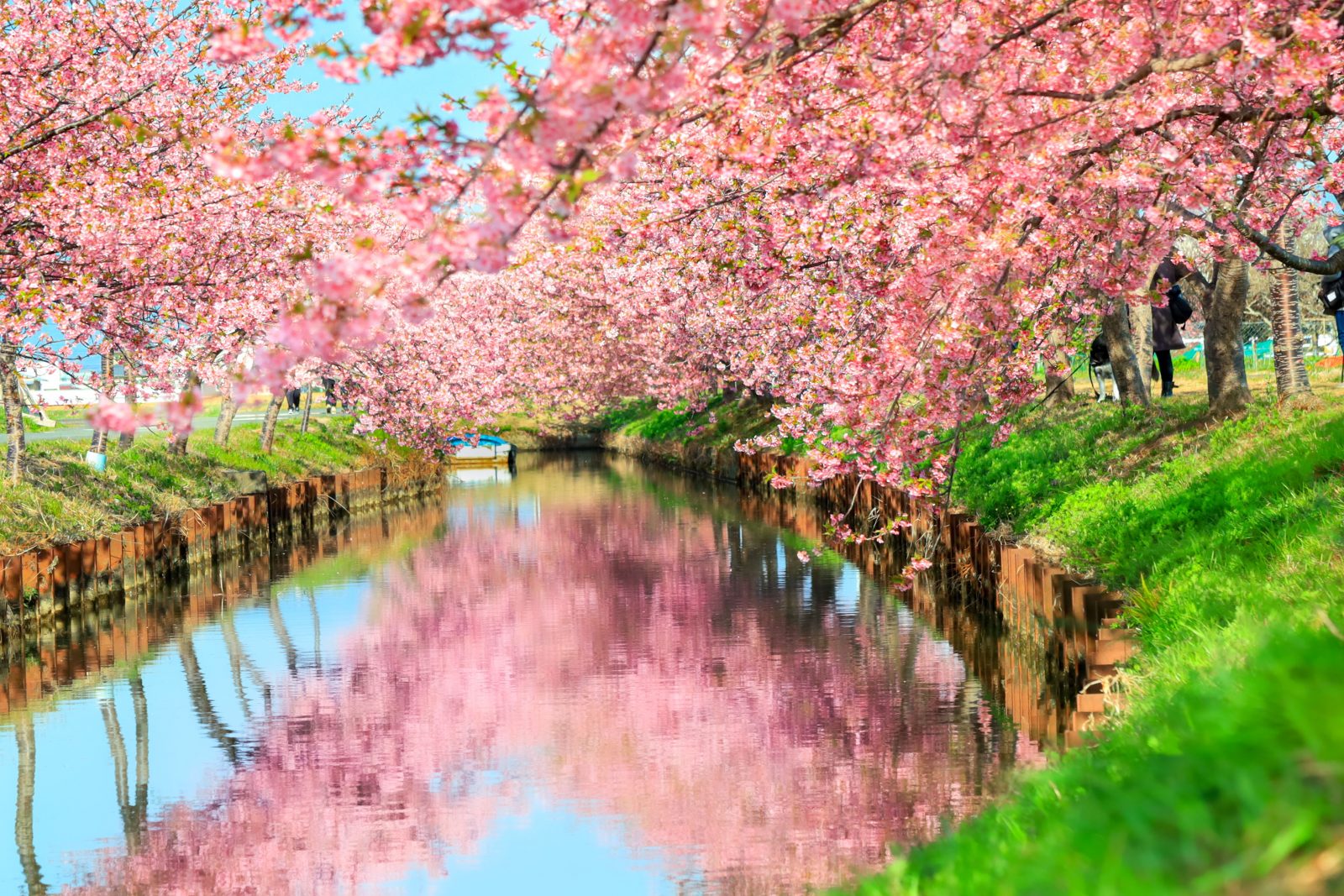 笠松河津桜ロードの写真「水面に映る春」