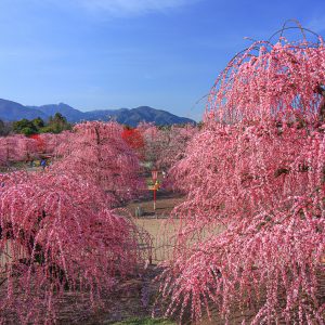 見晴台からの眺め（ズーム）