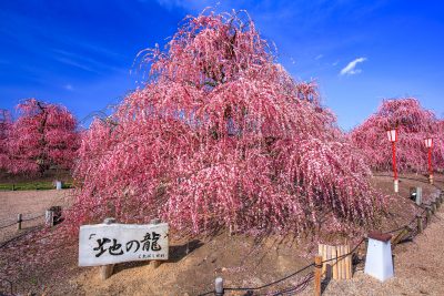 鈴鹿の森庭園の写真「地の龍」