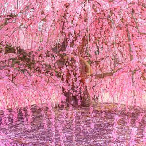 鈴鹿の森庭園の写真「しだれ梅のシャンデリア」