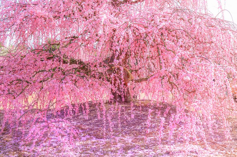 鈴鹿の森庭園の写真「梅のファンタジー」