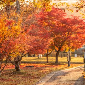 無料壁紙 西陽で赤く染まる紅葉。PCとデスクトップ壁紙に最適な4K高画質の無料壁紙。三重県度会町の宮リバー度会パークで撮影したフリー写真素材