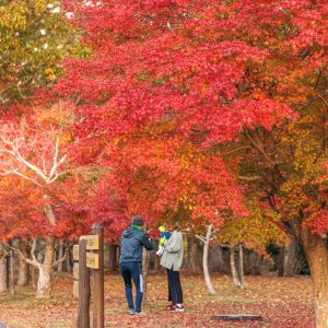 無料壁紙 遊歩道沿いに立ち並ぶ紅葉。PCとデスクトップ壁紙に最適な4K高画質の無料壁紙。三重県度会町の宮リバー度会パークで撮影したフリー写真素材