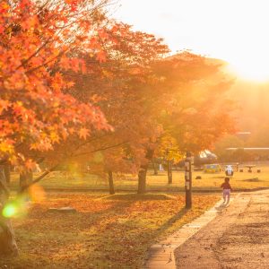 無料壁紙 西陽がさす遊歩道と紅葉と親子。PCとデスクトップ壁紙に最適な4K高画質の無料壁紙。三重県度会町の宮リバー度会パークで撮影したフリー写真素材