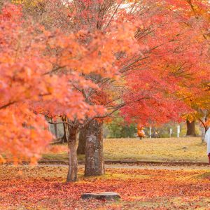 無料壁紙 紅葉のじゅうたんを散策。PCとデスクトップ壁紙に最適な4K高画質の無料壁紙。三重県度会町の宮リバー度会パークで撮影したフリー写真素材