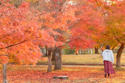 無料壁紙 紅葉のじゅうたんを散策。PCとデスクトップ壁紙に最適な4K高画質の無料壁紙。三重県度会町の宮リバー度会パークで撮影したフリー写真素材