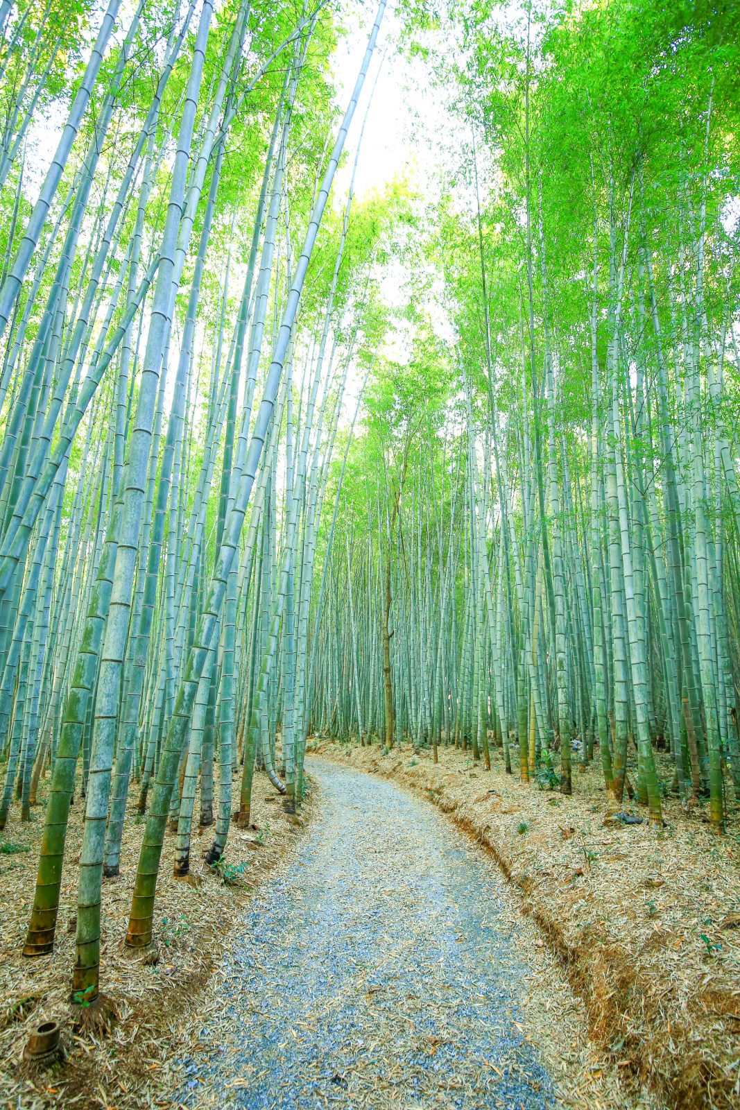 美濃田竹林街道の写真「嵐山の竹林を想像させる雰囲気」