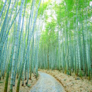 嵐山の竹林を想像させる雰囲気