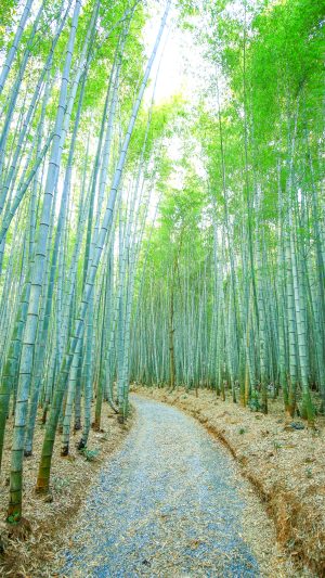 嵐山の竹林を想像させる雰囲気