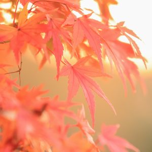 無料壁紙 西陽でふんわりの紅葉の葉っぱ。PCとデスクトップ壁紙に最適な4K高画質の無料壁紙。三重県度会町の宮リバー度会パークで撮影したフリー写真素材