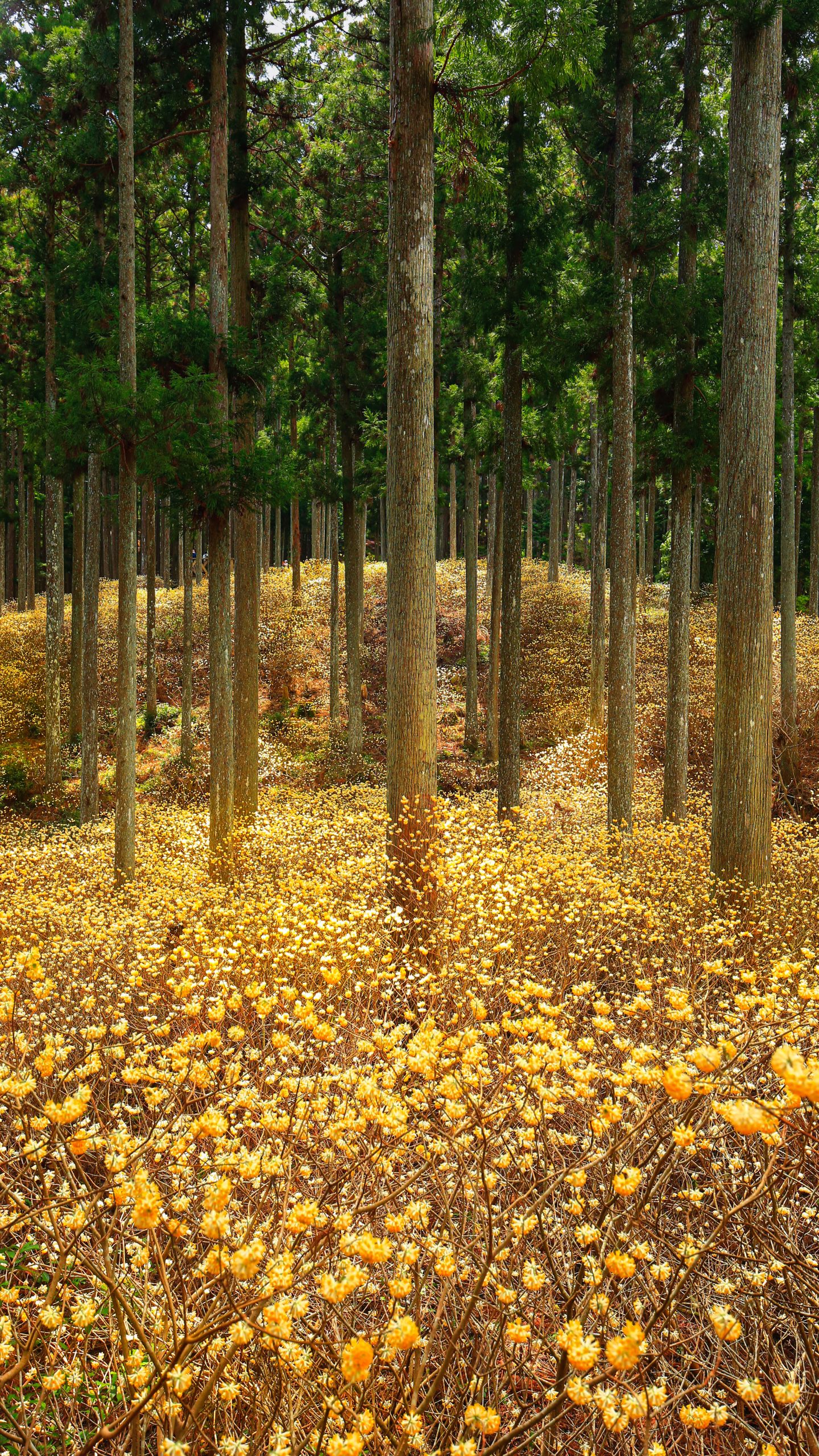 無料スマホ壁紙 ミツマタが輝く森。AndroidとiPhoneに対応した4K高画質の無料待ち受け画像。三重県津市のミツマタ群生地で撮影したフリー写真素材