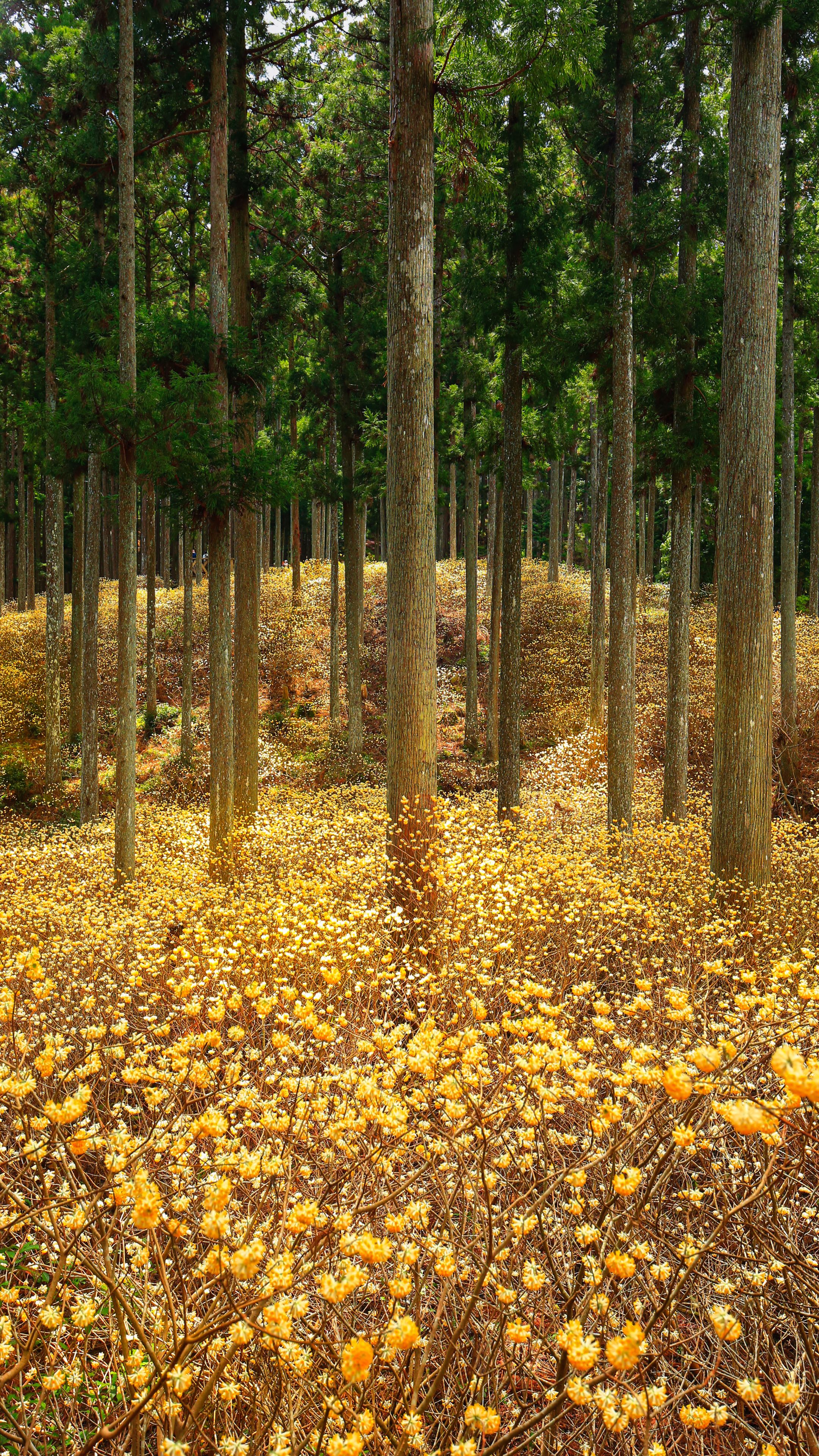 無料スマホ壁紙 ミツマタが輝く森。AndroidとiPhoneに対応した4K高画質の無料待ち受け画像。三重県津市のミツマタ群生地で撮影したフリー写真素材