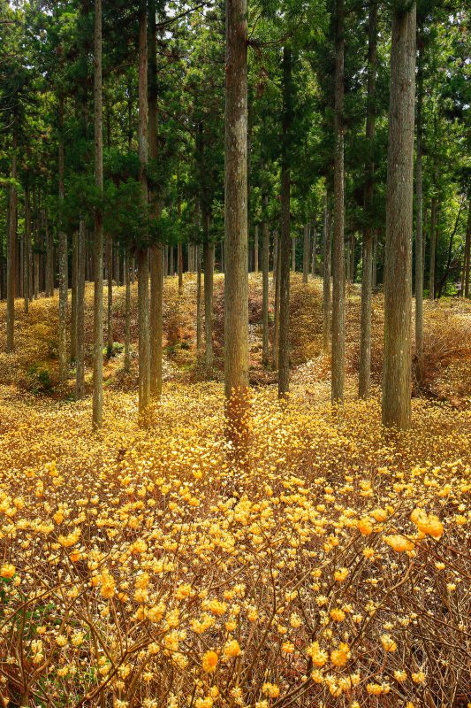 ミツマタ群生地の写真「ミツマタが輝く森」