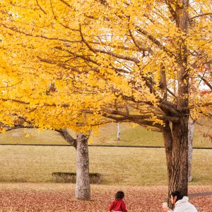 無料スマホ壁紙 銀杏の下で遊ぶ親子。AndroidとiPhoneに対応した4K高画質の無料待ち受け画像。三重県度会町の宮リバー度会パークで撮影したフリー写真素材