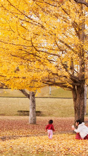 無料スマホ壁紙 銀杏の下で遊ぶ親子。AndroidとiPhoneに対応した4K高画質の無料待ち受け画像。三重県度会町の宮リバー度会パークで撮影したフリー写真素材
