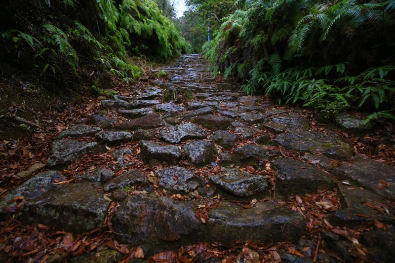 馬越峠の写真「雨の石畳とシダ」