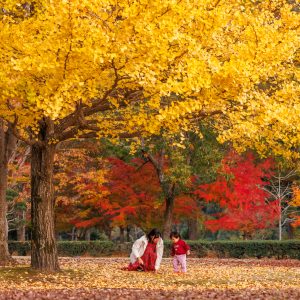 無料壁紙 銀杏と紅葉と親子。PCとデスクトップ壁紙に最適な4K高画質の無料壁紙。三重県度会町の宮リバー度会パークで撮影したフリー写真素材