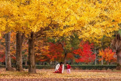 無料壁紙 銀杏と紅葉と親子。PCとデスクトップ壁紙に最適な4K高画質の無料壁紙。三重県度会町の宮リバー度会パークで撮影したフリー写真素材