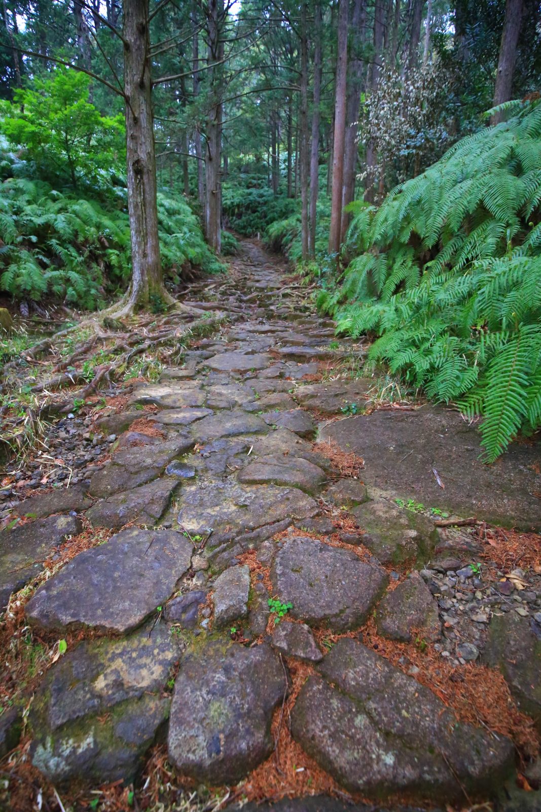 馬越峠の写真「春の石畳」