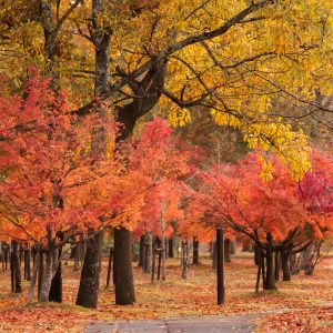 無料壁紙 紅葉が続く遊歩道。PCとデスクトップ壁紙に最適な4K高画質の無料壁紙。三重県度会町の宮リバー度会パークで撮影したフリー写真素材