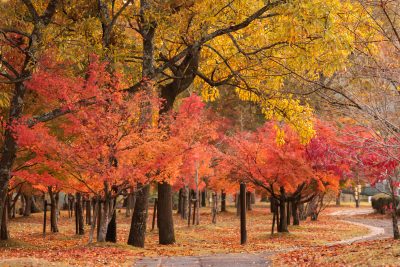 無料壁紙 紅葉が続く遊歩道。PCとデスクトップ壁紙に最適な4K高画質の無料壁紙。三重県度会町の宮リバー度会パークで撮影したフリー写真素材