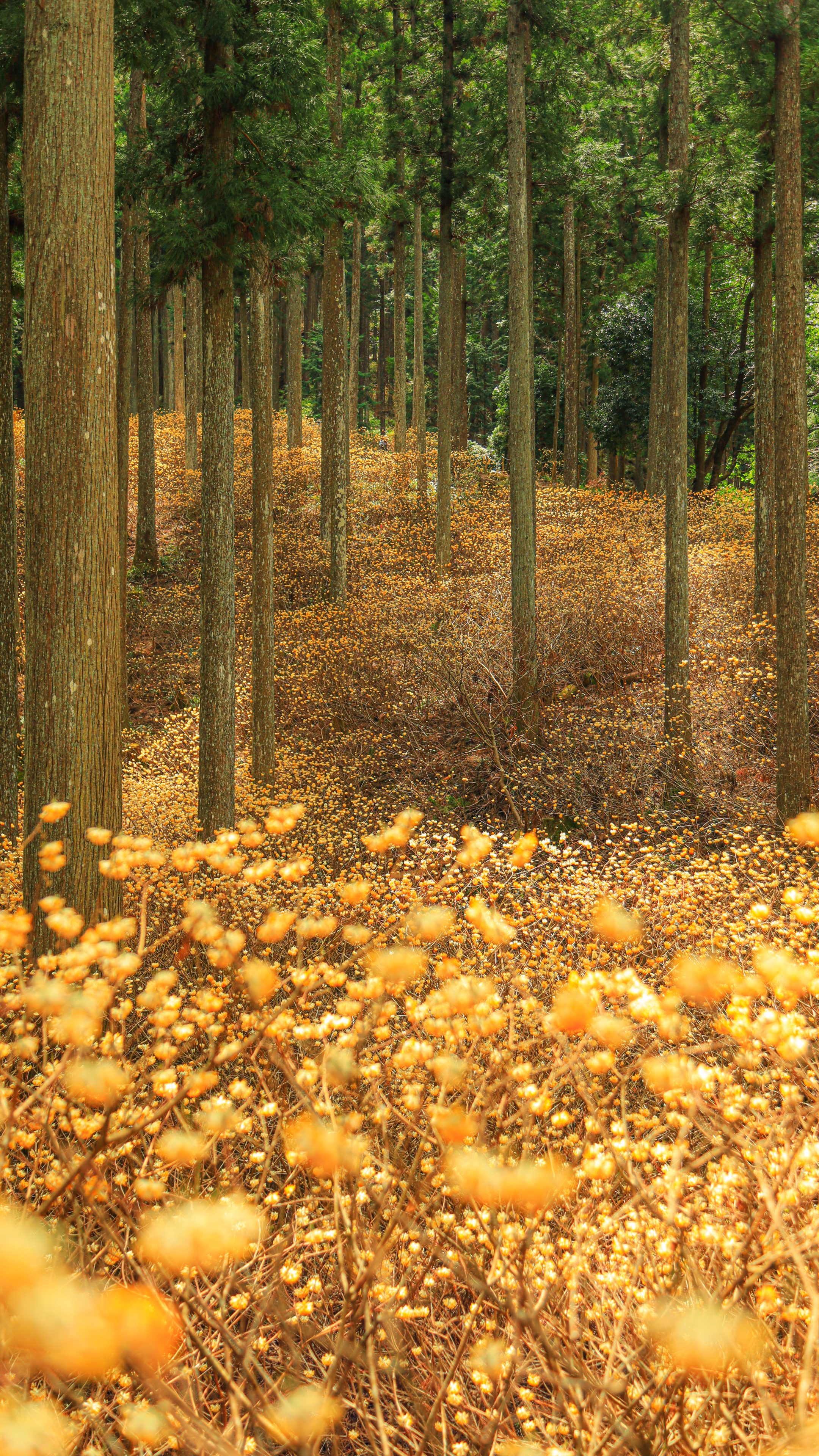 無料スマホ壁紙 まるで妖精の森。AndroidとiPhoneに対応した4K高画質の無料待ち受け画像。三重県津市のミツマタ群生地で撮影したフリー写真素材