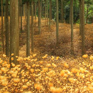 まるで妖精の森