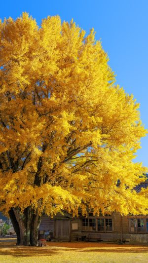 運気が上がる待ち受け 青空の下で黄金に輝く大銀杏。AndroidとiPhoneに対応した4K高画質の無料スマホ壁紙。三重県南伊勢町の河内の大イチョウで撮影したフリー写真素材