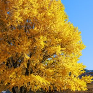 運気が上がる待ち受け 青空の下で黄金に輝く大銀杏。AndroidとiPhoneに対応した4K高画質の無料スマホ壁紙。三重県南伊勢町の河内の大イチョウで撮影したフリー写真素材