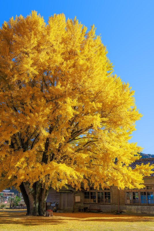 青空の下で黄金に輝く大銀杏