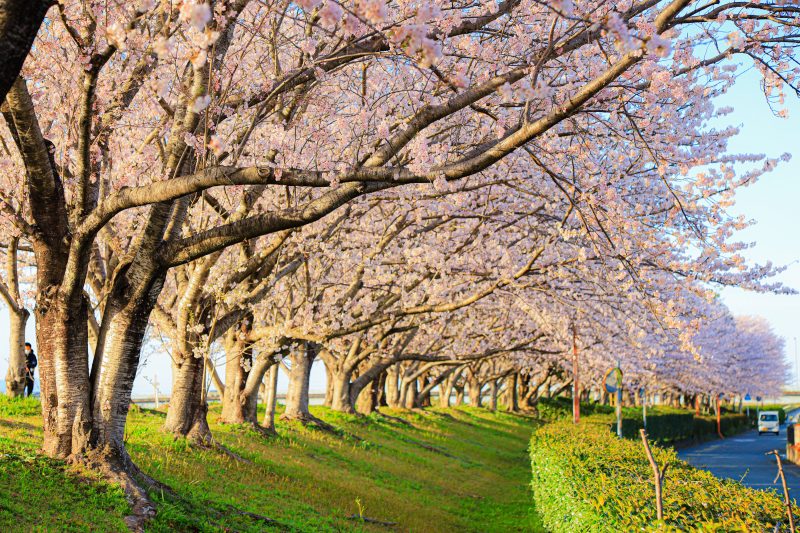 中村川桜づつみ公園の写真「西陽の桜並木」