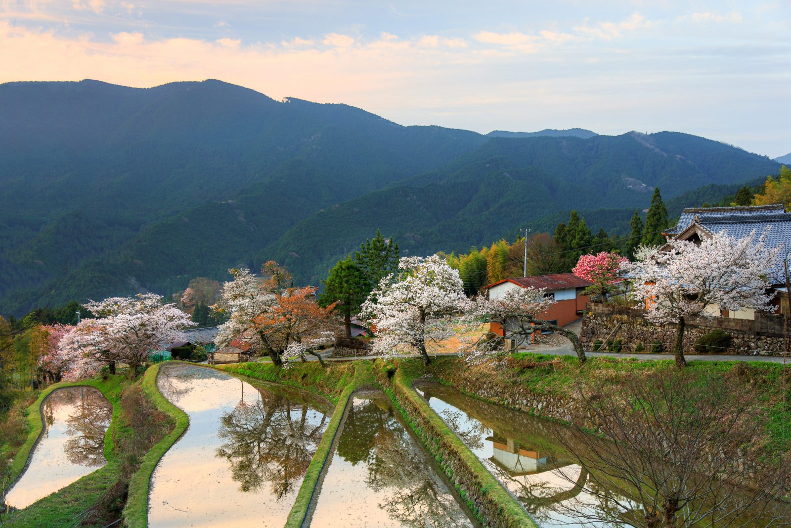 三多気の桜の写真「朝焼けリフレクション」