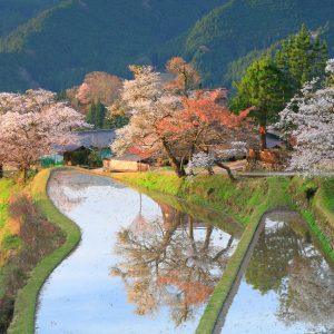 朝日に照らされる棚田