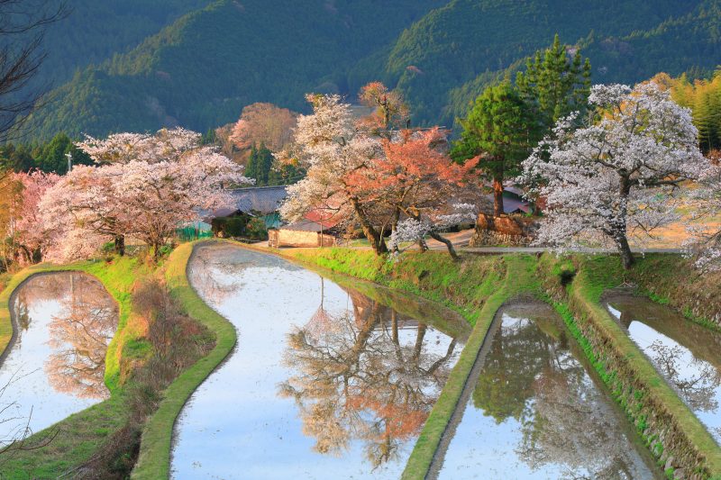 三多気の桜の写真「朝日に照らされる棚田」