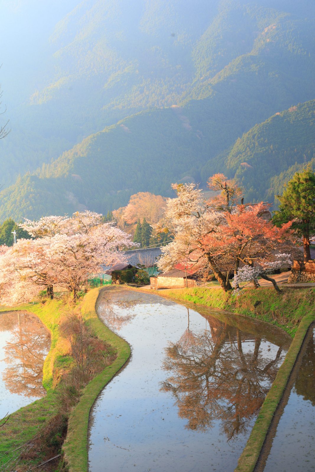 三多気の桜の写真「朝焼けと霧」