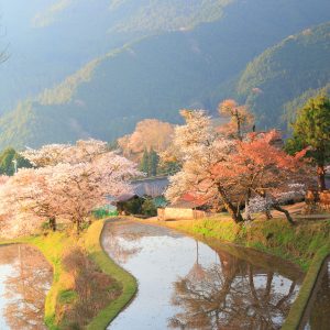 朝焼けと霧