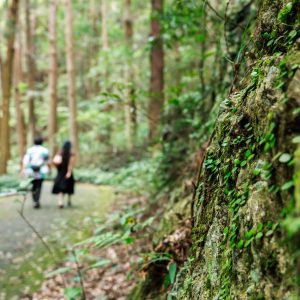 通路に広がる苔