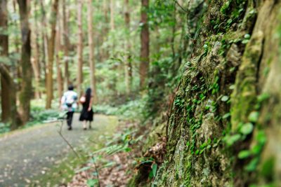 天の岩戸（恵利原の水穴）の写真「通路に広がる苔」