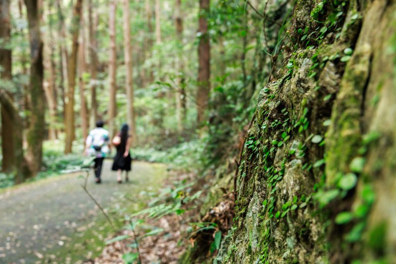 天の岩戸（恵利原の水穴）の写真「通路に広がる苔」