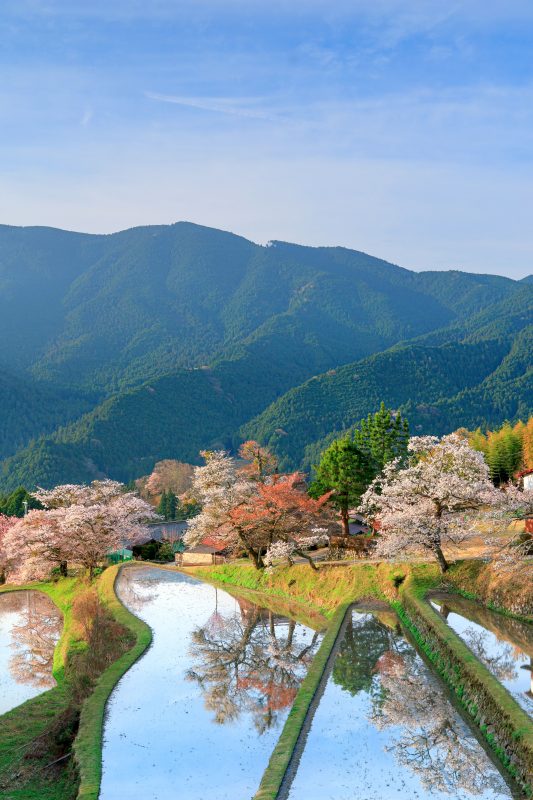 三多気の桜の写真「朝日が当たる棚田」